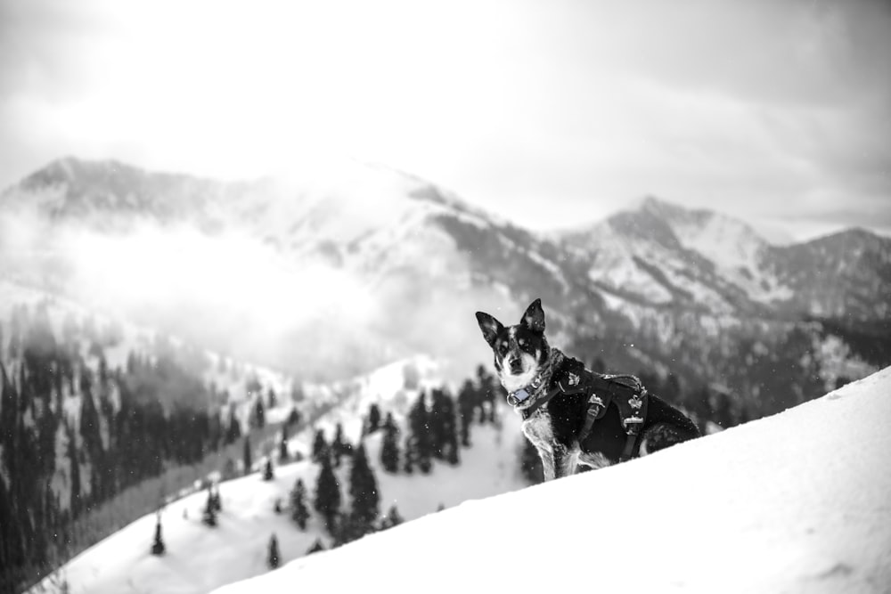 Ausgewachsener schwarz-weißer Siberian Husky sitzt auf Schnee