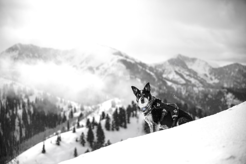 adult black and white Siberian husky sitting on snow