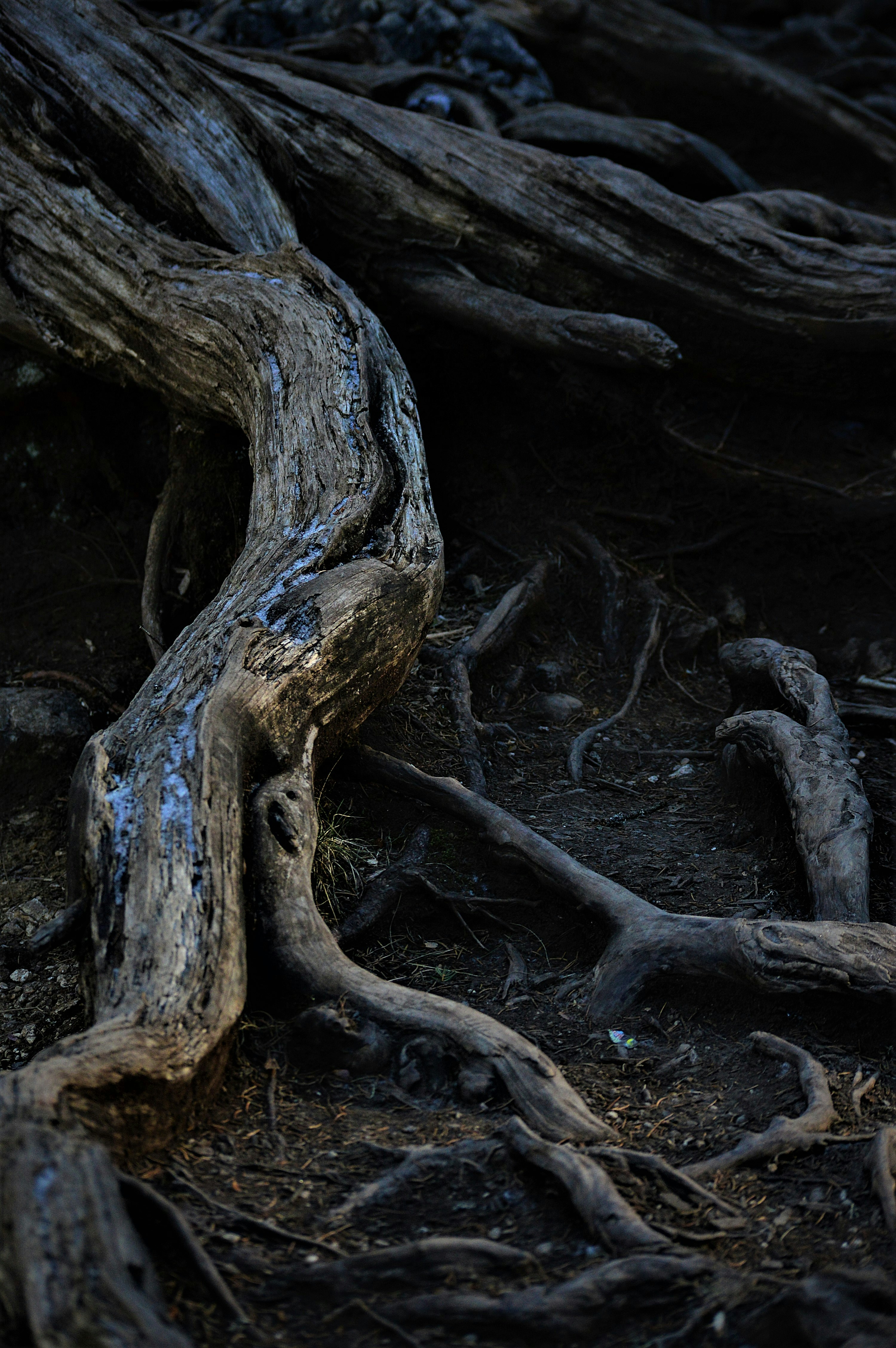 Free Unsplash photo from Emily Baruffaldi