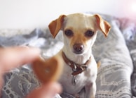 A small, light-colored dog with a brown collar sits on a patterned bedspread, looking intently at a hand holding a heart-shaped object in the foreground.