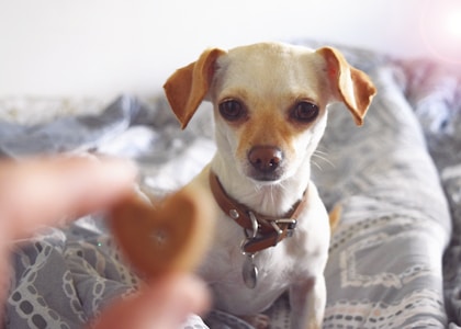 A small, light-colored dog with a brown collar sits on a patterned bedspread, looking intently at a hand holding a heart-shaped object in the foreground.