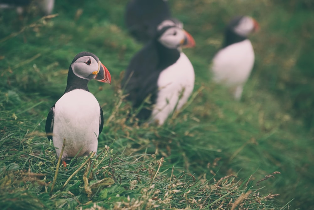 Fotografía de enfoque selectivo de pájaros blancos