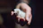 A trainer gently handling a one-month-old game fowl chick during training.
