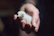 A trainer gently handling a one-month-old game fowl chick during training.