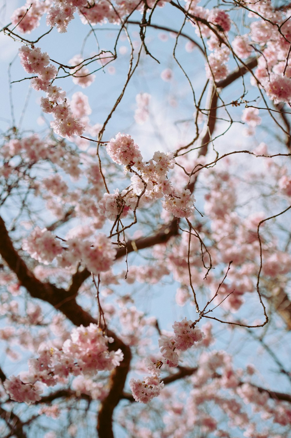 Makrofotografie einer rosafarbenen Blume