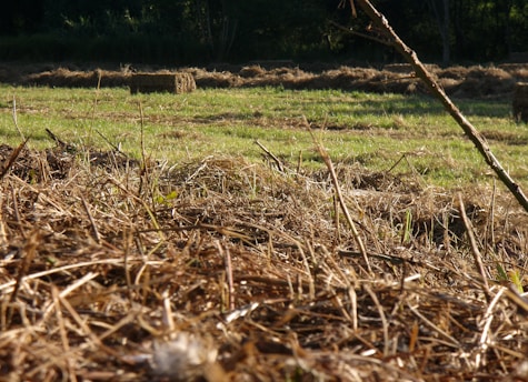 Close-up of fresh green alfalfa hay stacked neatly in a sunlit barn.
