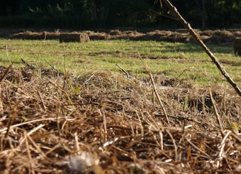 A rural field with neatly arranged stacks of hay. The foreground is filled with dry straw and grass, while the background reveals a lush green field with scattered hay bales. Sunlight casts shadows, highlighting the texture of the straw.