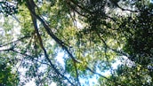 A serene view of the Amazon rainforest canopy with sunlight filtering through the leaves.