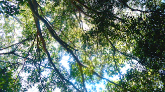 A serene view of Liberia’s tropical rainforest with sunlight filtering through dense foliage.