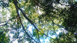 A serene view of the Amazon rainforest canopy with sunlight filtering through the leaves.