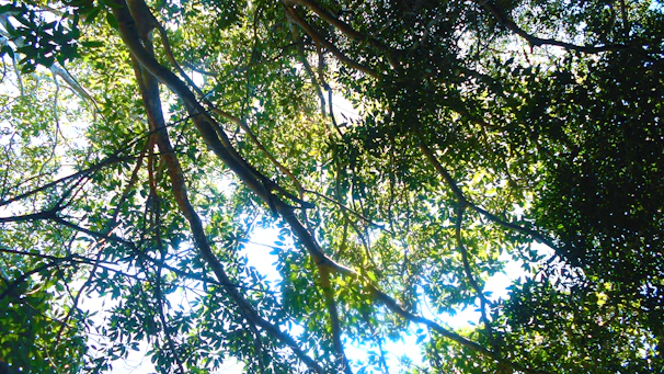 A serene view of Liberia’s tropical rainforest with sunlight filtering through dense foliage.