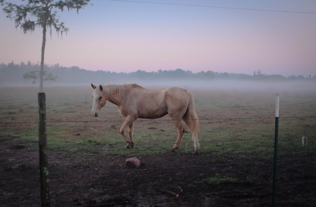 brown horse standing on green grass near fence, Palomino horse in the morning fog