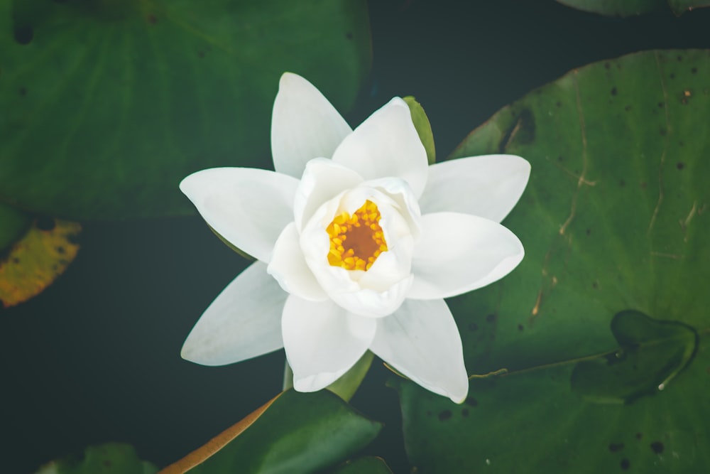 white lily flower selective focus photography