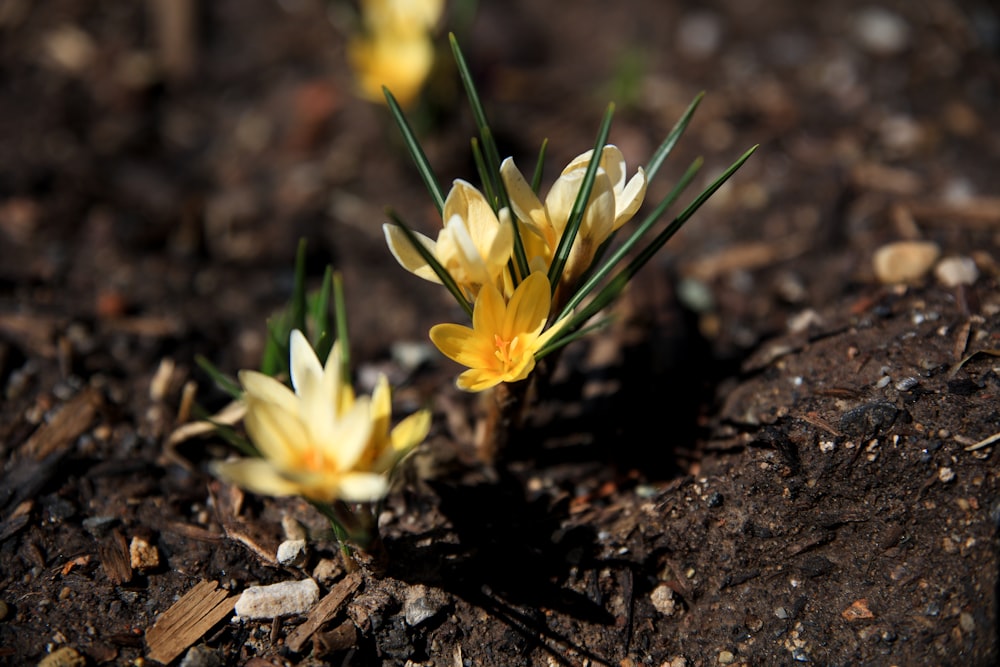 yellow daffodils in bloom during daytime