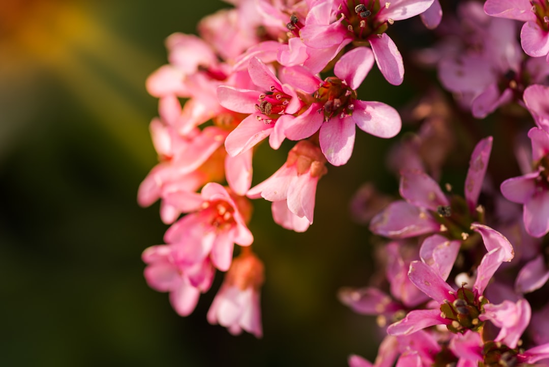 shallow focus photography of pink flowers