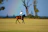 A candid photo of a polo match in action under a clear blue sky.