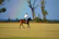 A candid photo of a polo match in action under a clear blue sky.
