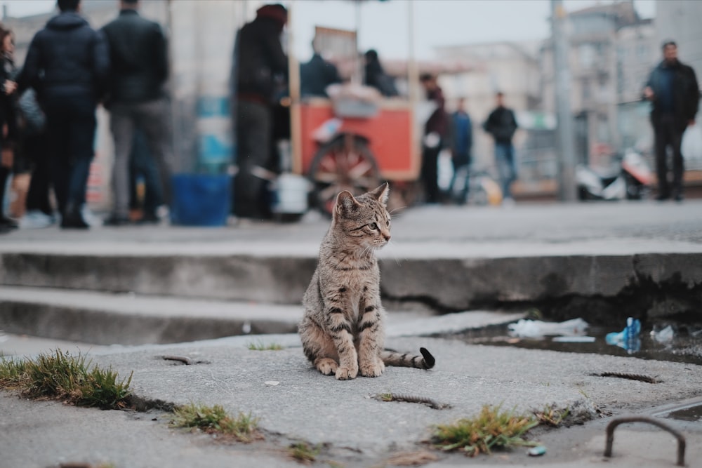 gato atigrado marrón sentado en el cemento