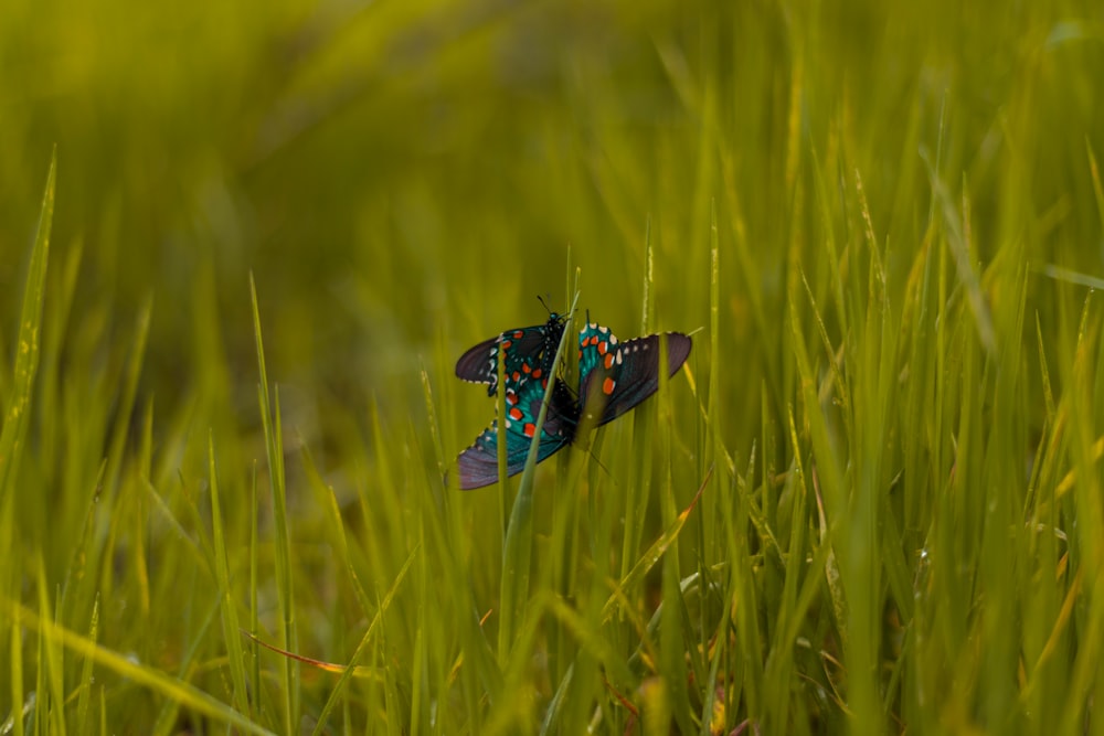 green and black butterfly on green grass