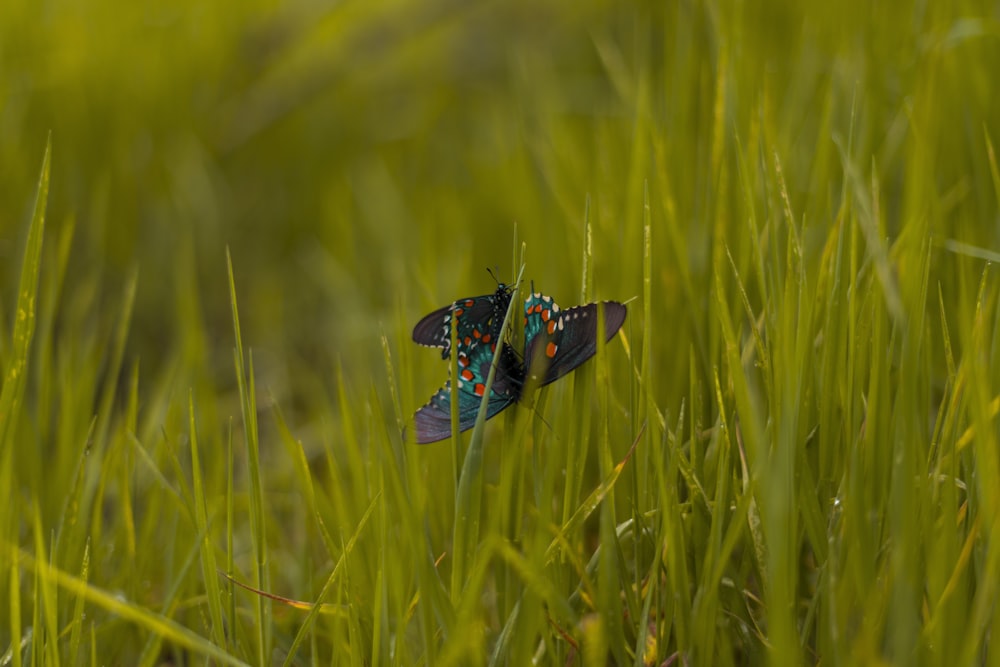grüner und schwarzer Schmetterling auf grünem Gras