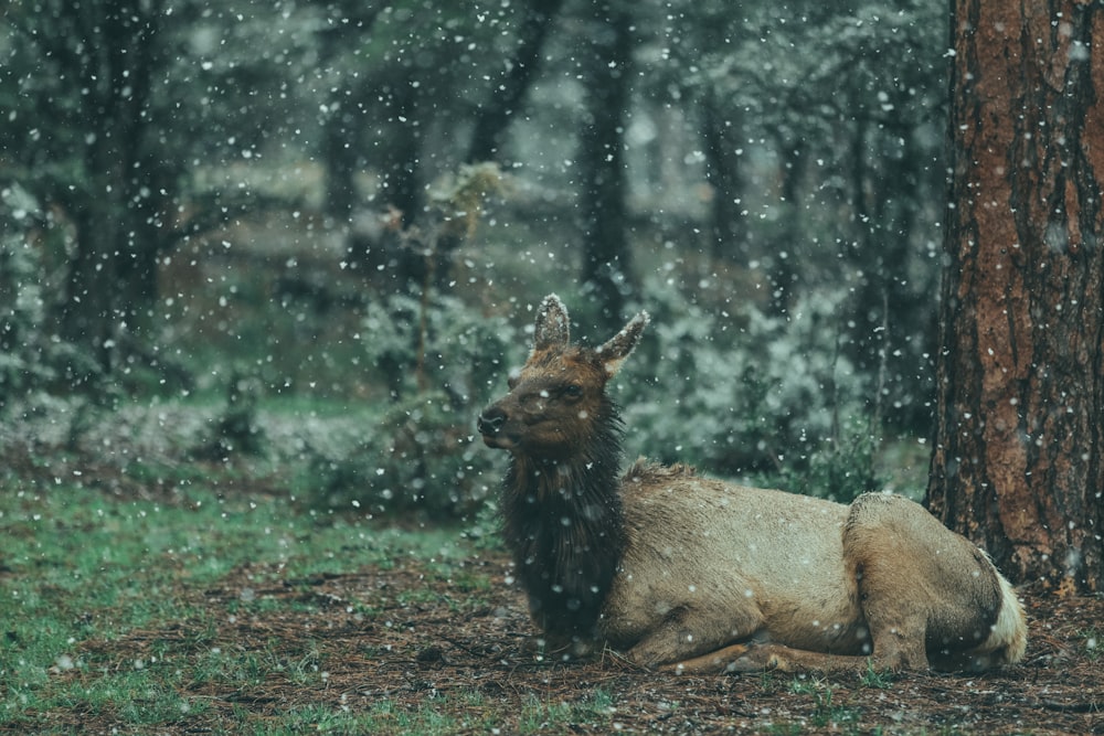 brown animal reclining on ground on forest