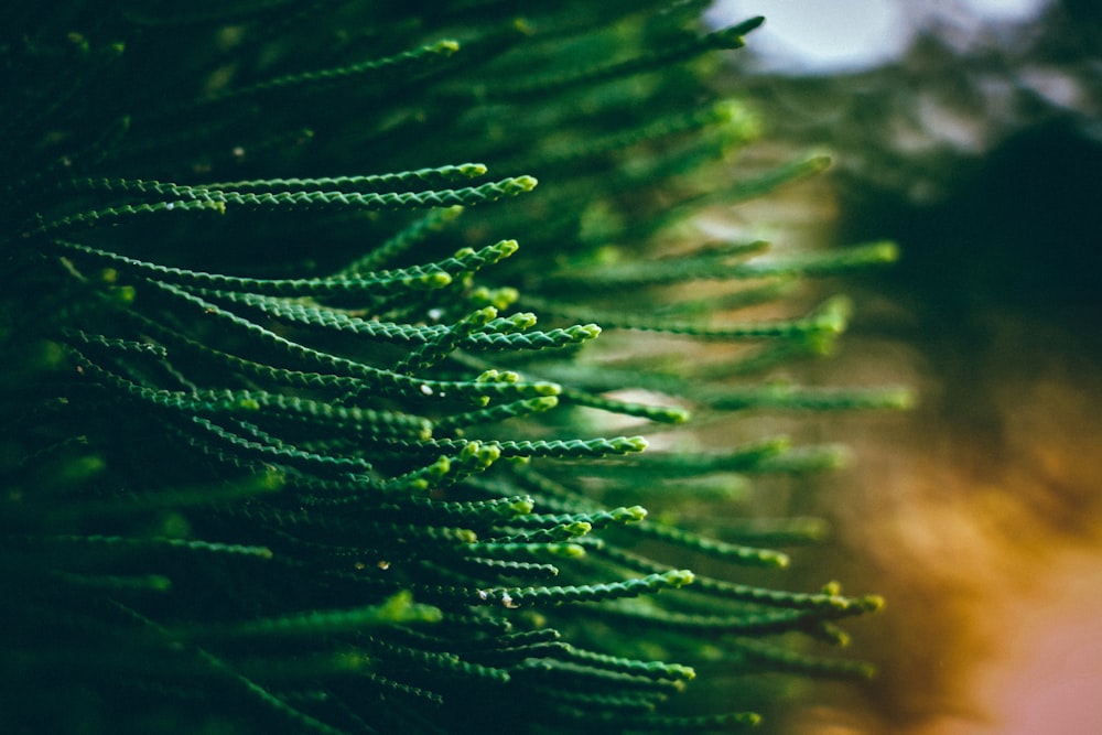 Foto cerrada de árbol verde