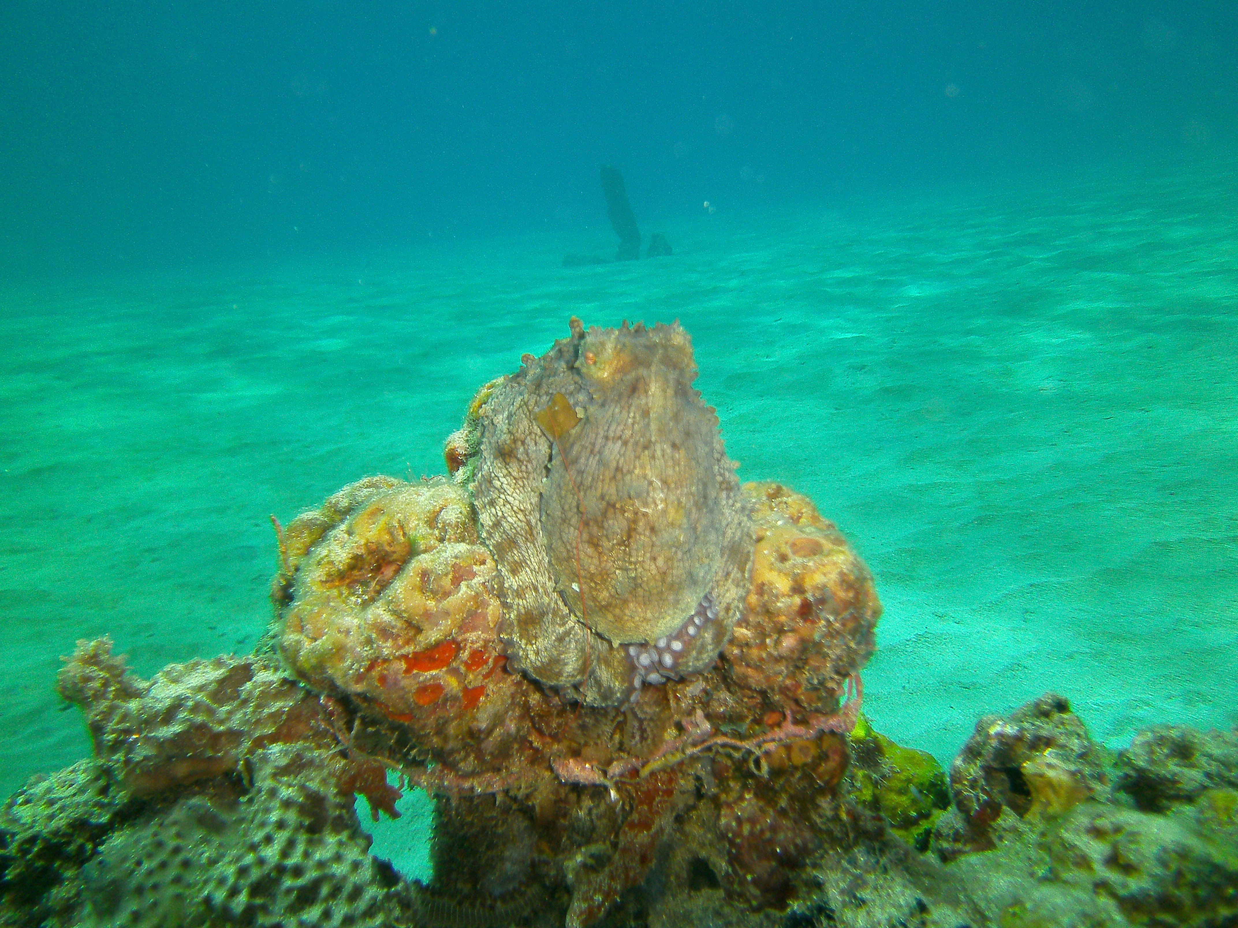 Free Unsplash photo from Pedro Costa