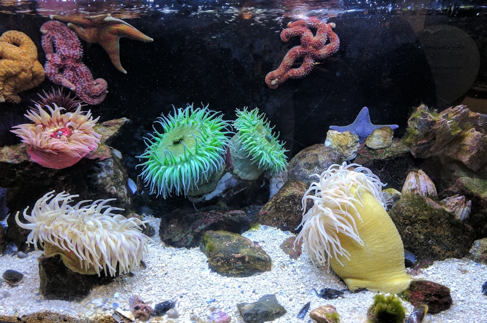 fotografia di acquario con coralli