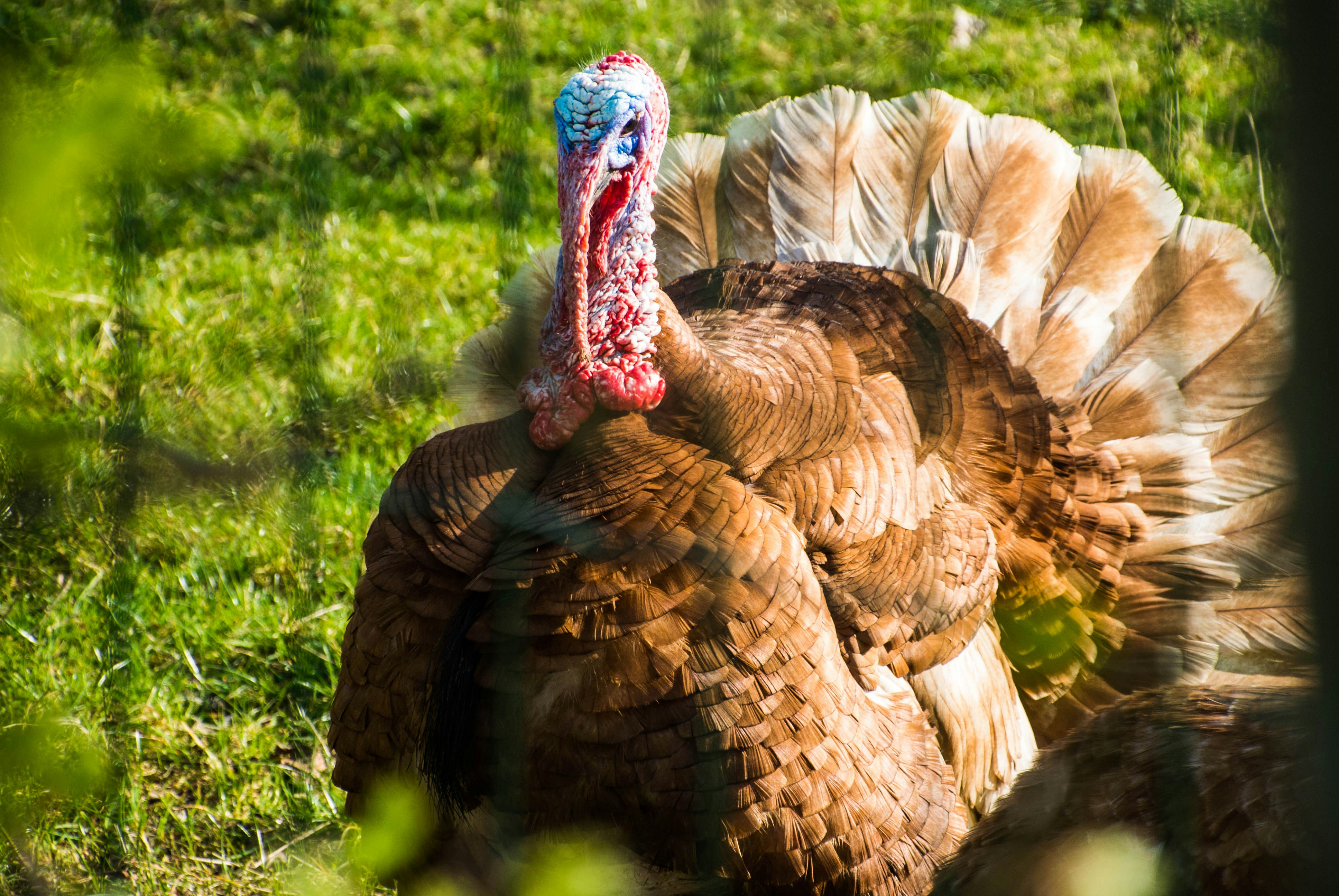 Free Unsplash photo from Wout Vanacker