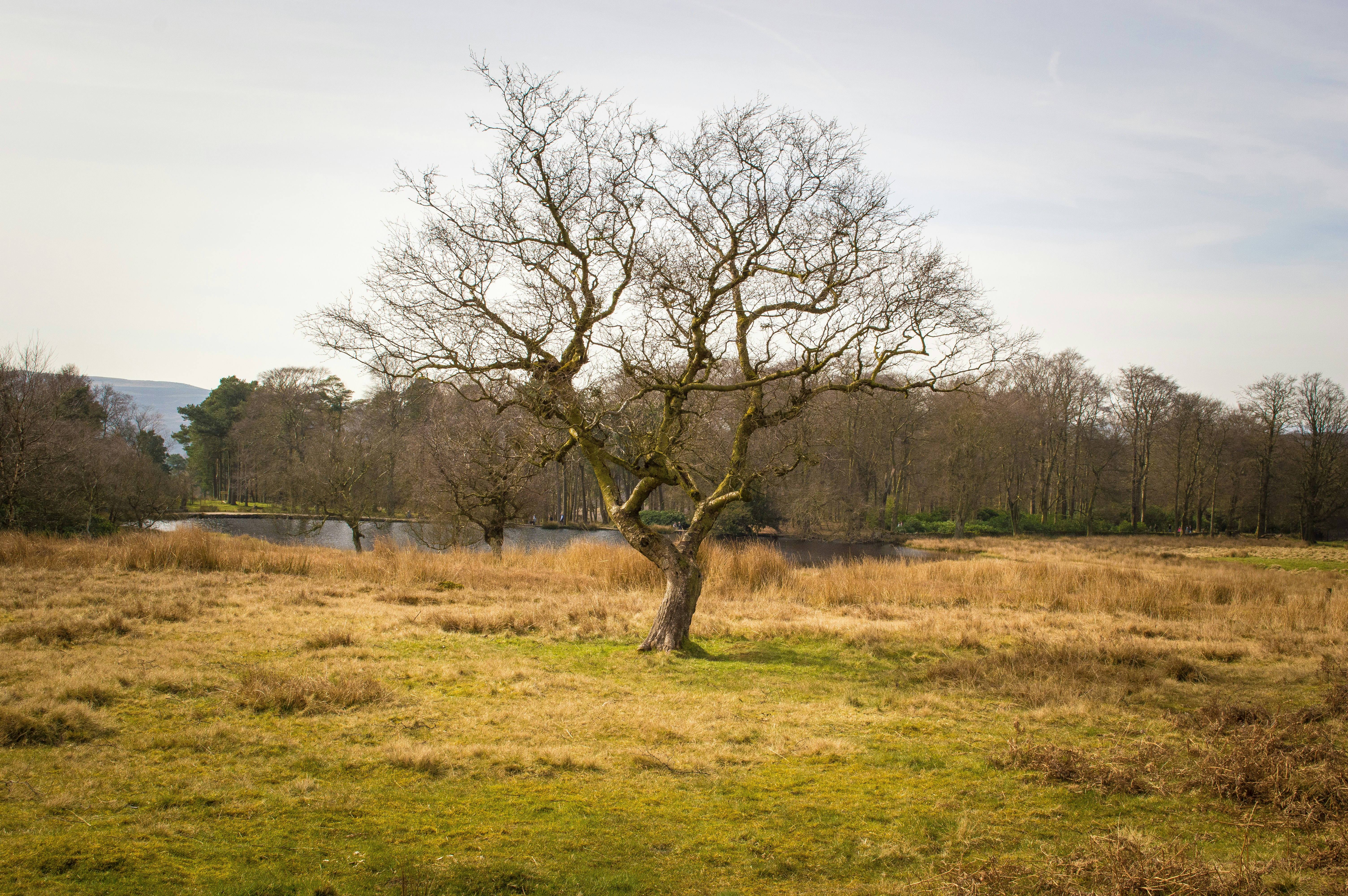 Free Unsplash photo from Adam Godsall