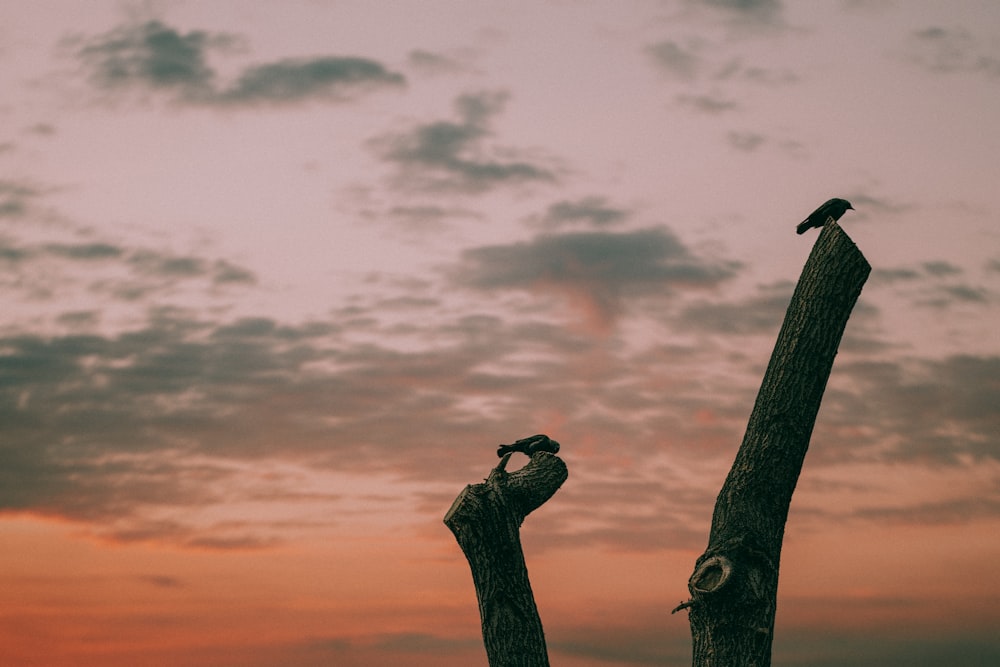 Silueta de pájaros en el tronco del árbol durante la puesta del sol naranja