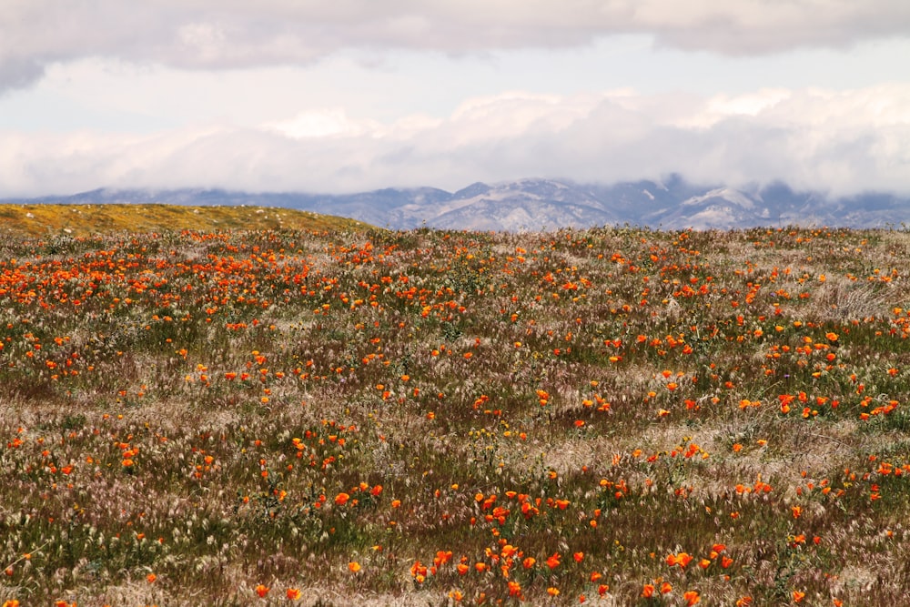 campo de flores naranjas cerca de montañas marrones bajo un cielo nublado blanco