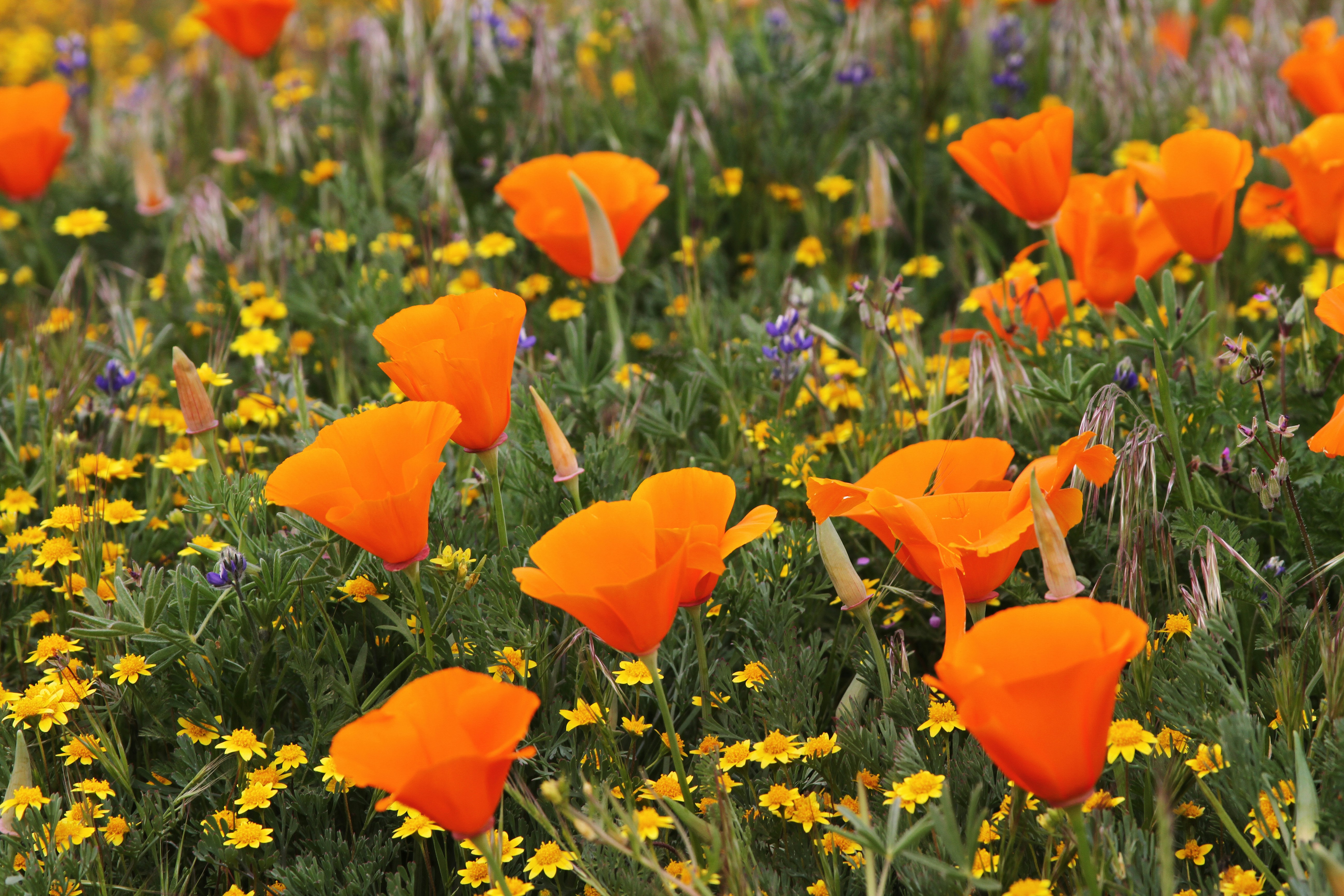 Free Unsplash photo from Alyssa Kibiloski