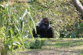 A serene sunrise over Bwindi forest, highlighting the lush greenery where gorillas roam.