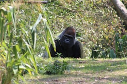 A peaceful scene of the Congo rainforest where okapis roam freely.