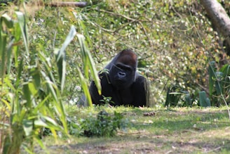 A breathtaking view of a mountain gorilla in its natural habitat surrounded by lush greenery.
