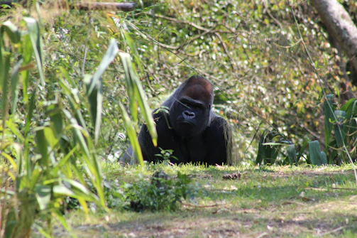 Mountain gorillas resting peacefully in a dense tropical forest.