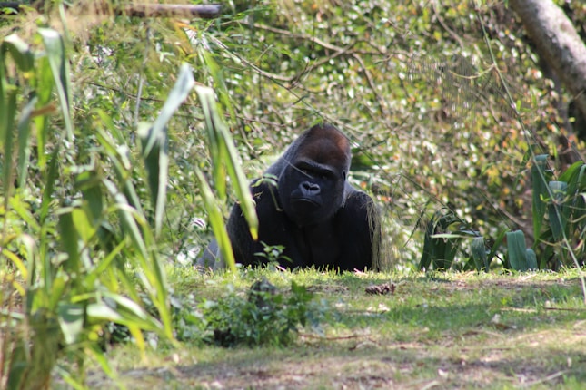 A gorilla rests in a lush, green, and leafy environment, surrounded by various plants and trees. The sunlight filters through the foliage, creating a serene and natural habitat.