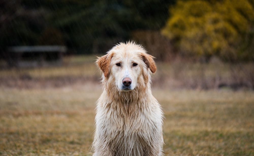 Fotografía de enfoque superficial de golden retriever adulto