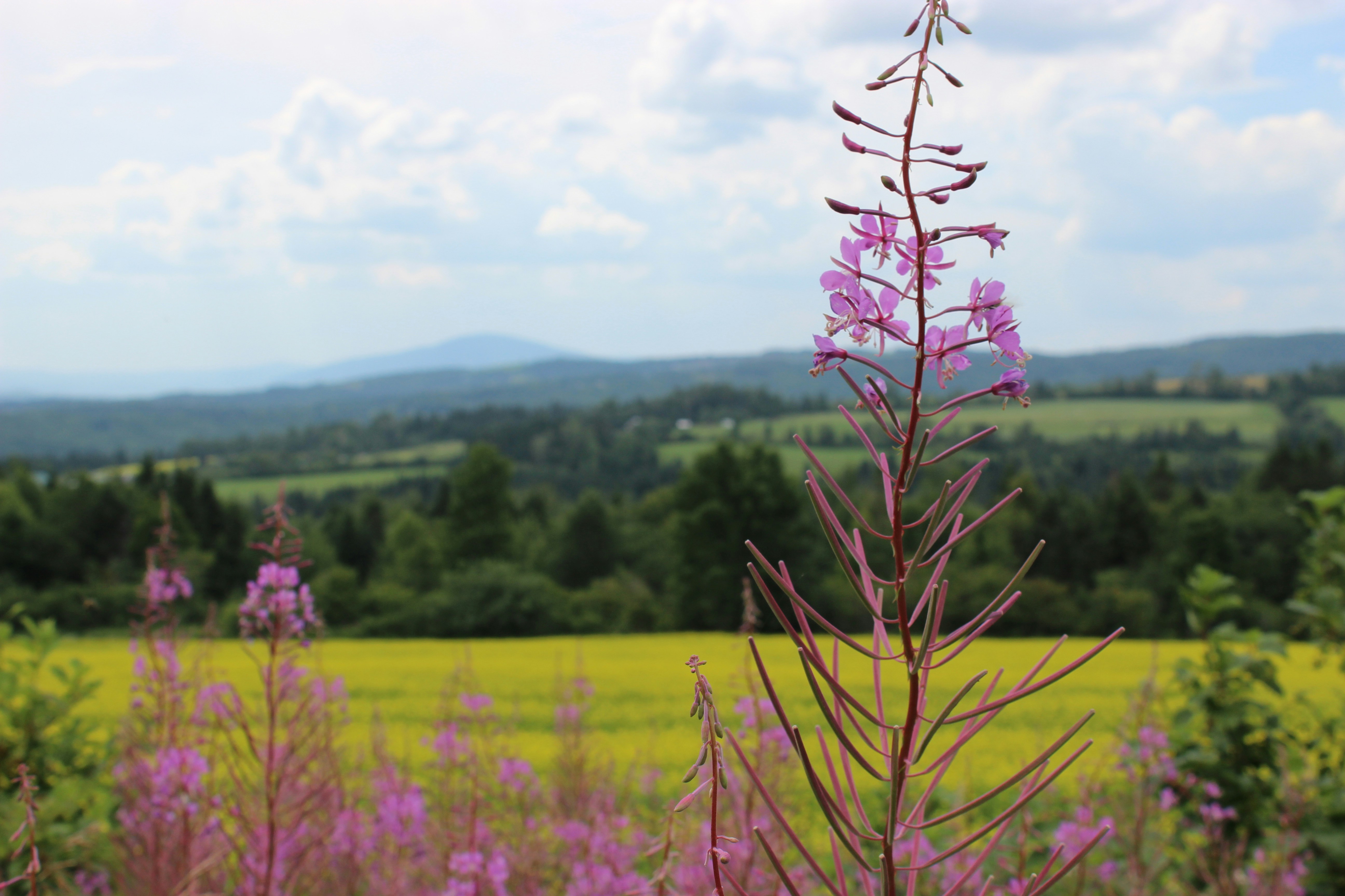 Free Unsplash photo from Taylor Petell