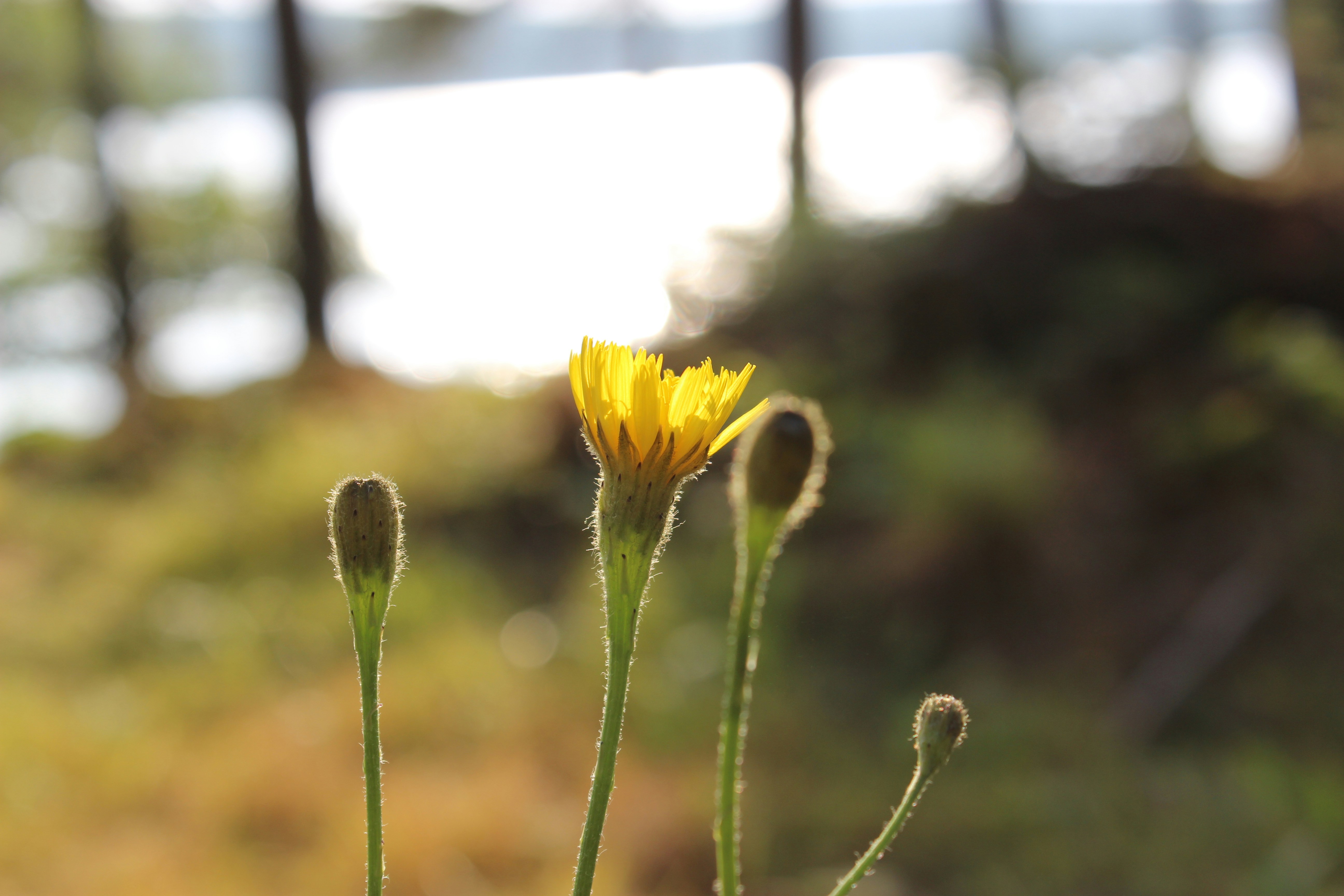 Free Unsplash photo from Taylor Petell