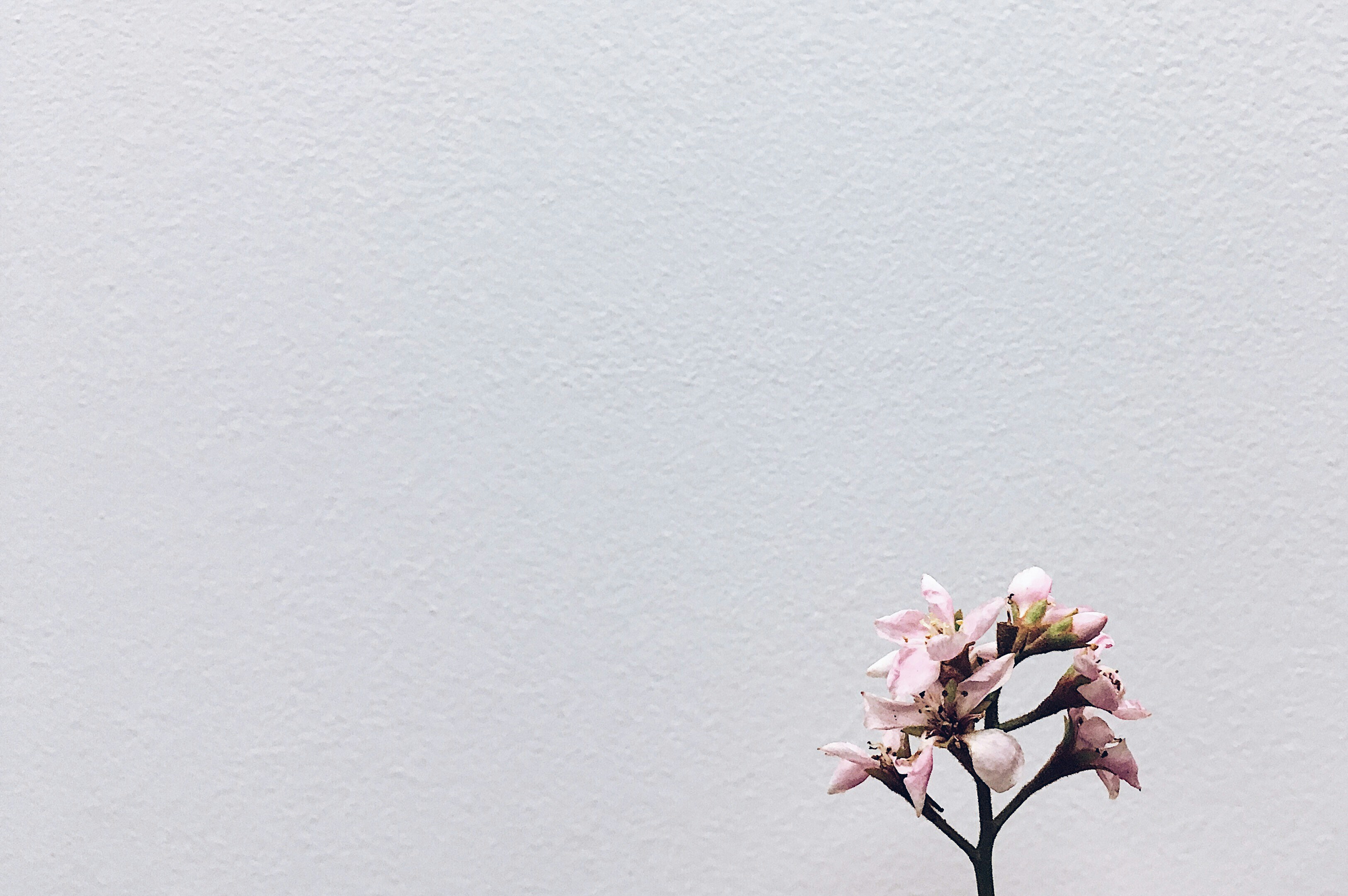 Free Unsplash photo from Daniel Lee