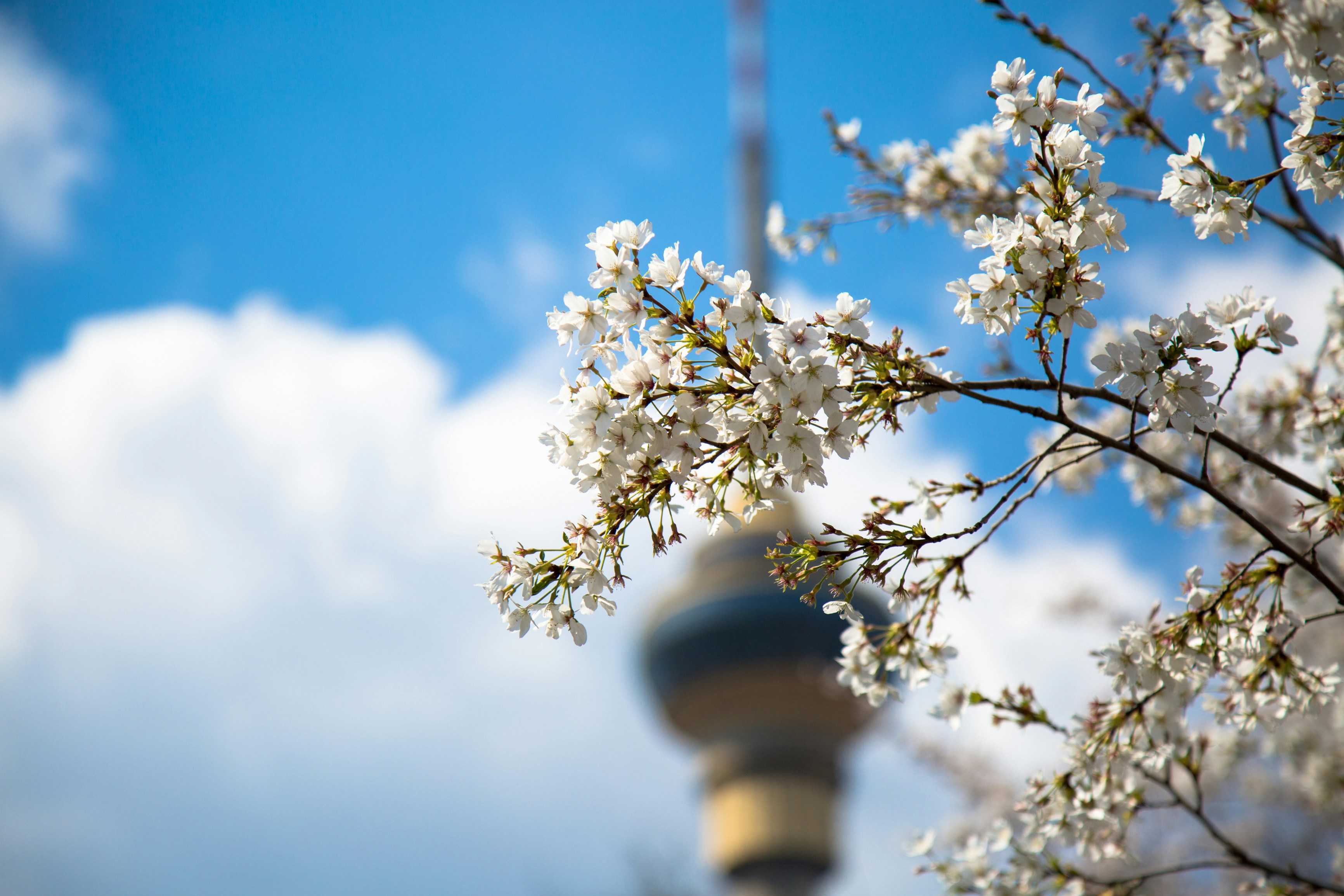 Free Unsplash photo from Cowa Sola