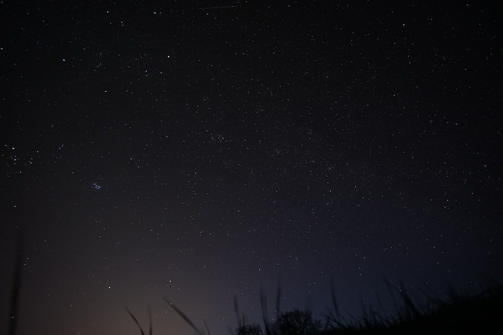 Tiefwinkelfotografie von Gräsern unter Sternen bei Nacht