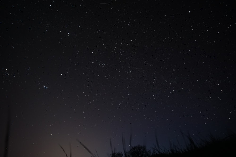 low angle photography of grasses under stars at nighttime