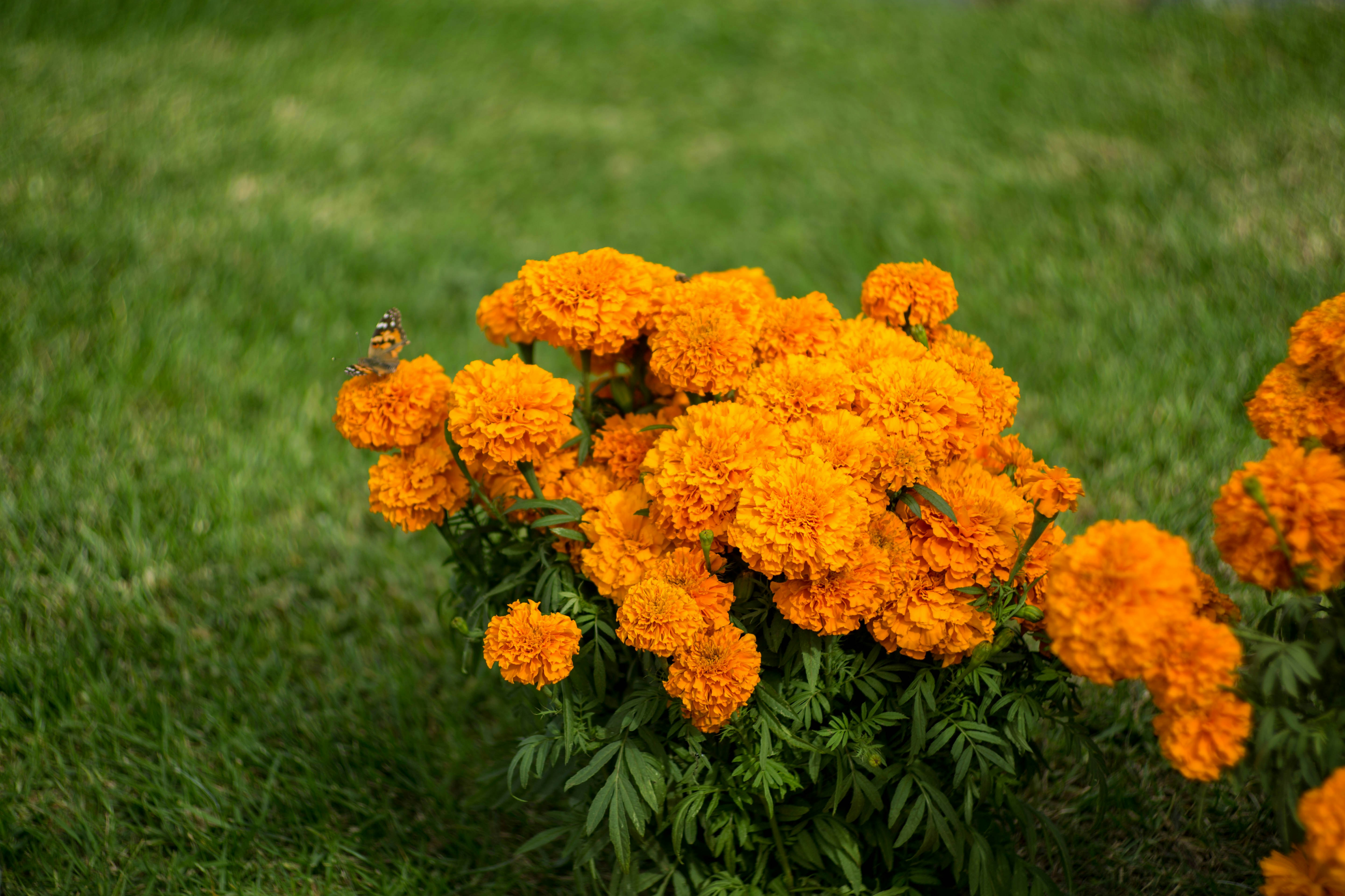 Free Unsplash photo from Vance Osterhout