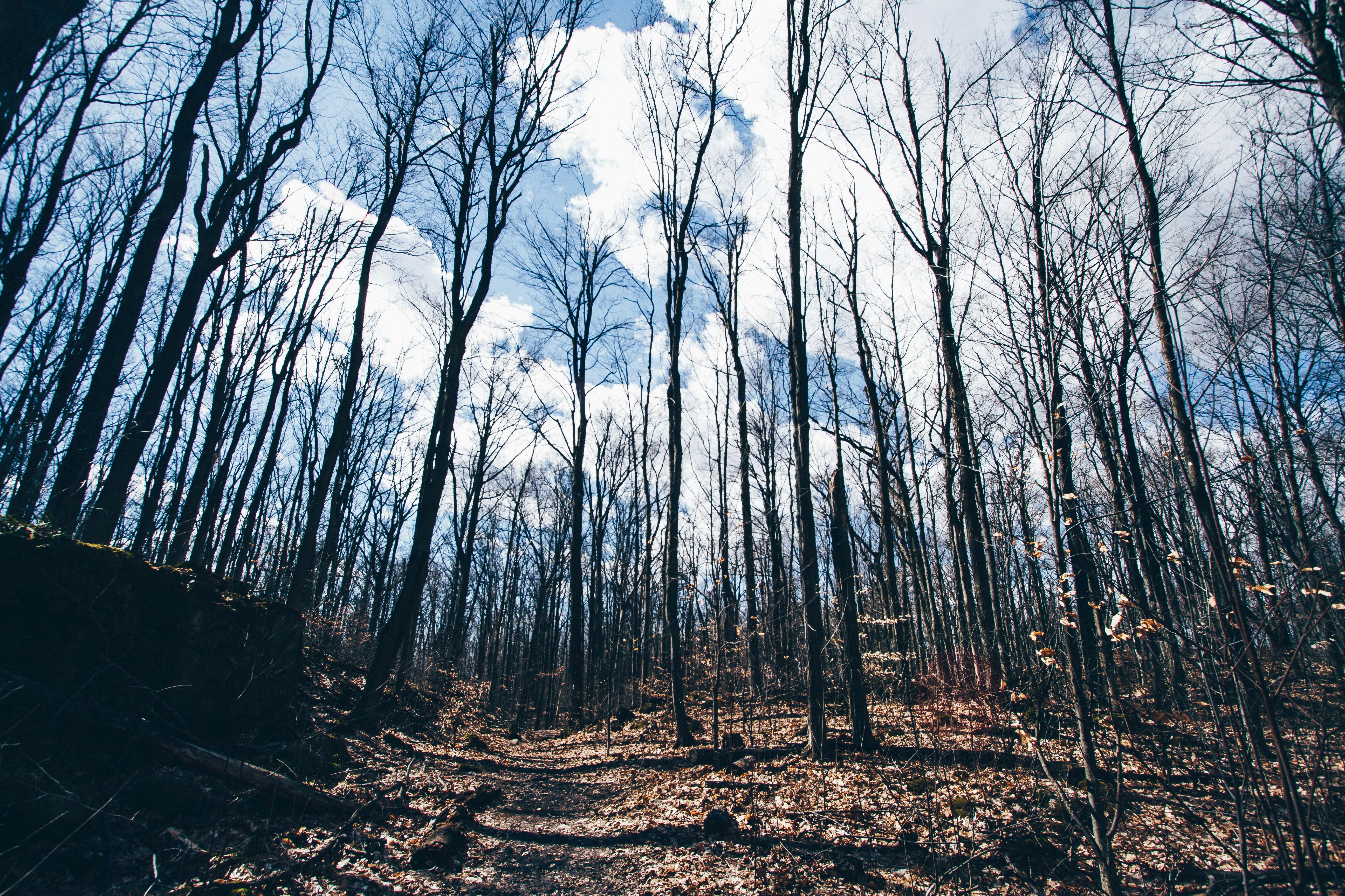 Free Unsplash photo from Dan Ritson