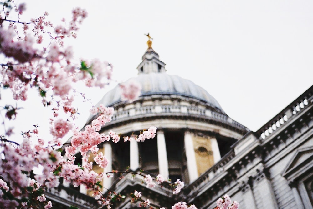 shallow focus photography of temple near pink flowers