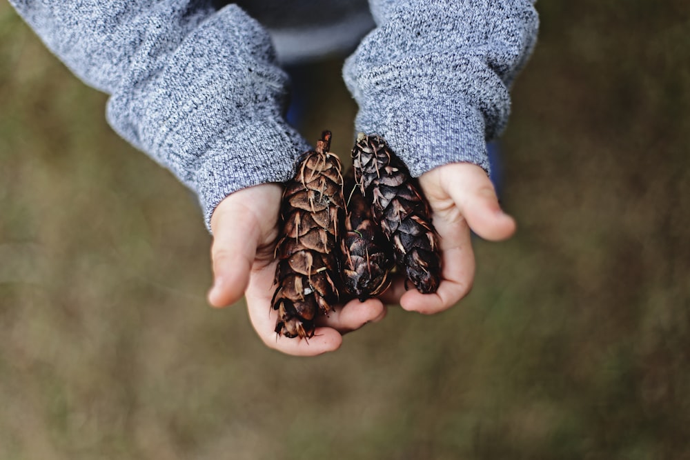 selective focus photography of person holding pine cones