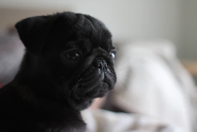 Close-up of a happy pug with a shiny coat resting comfortably indoors.